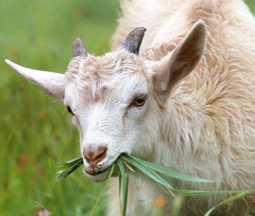 a goat pausing in mid-meal